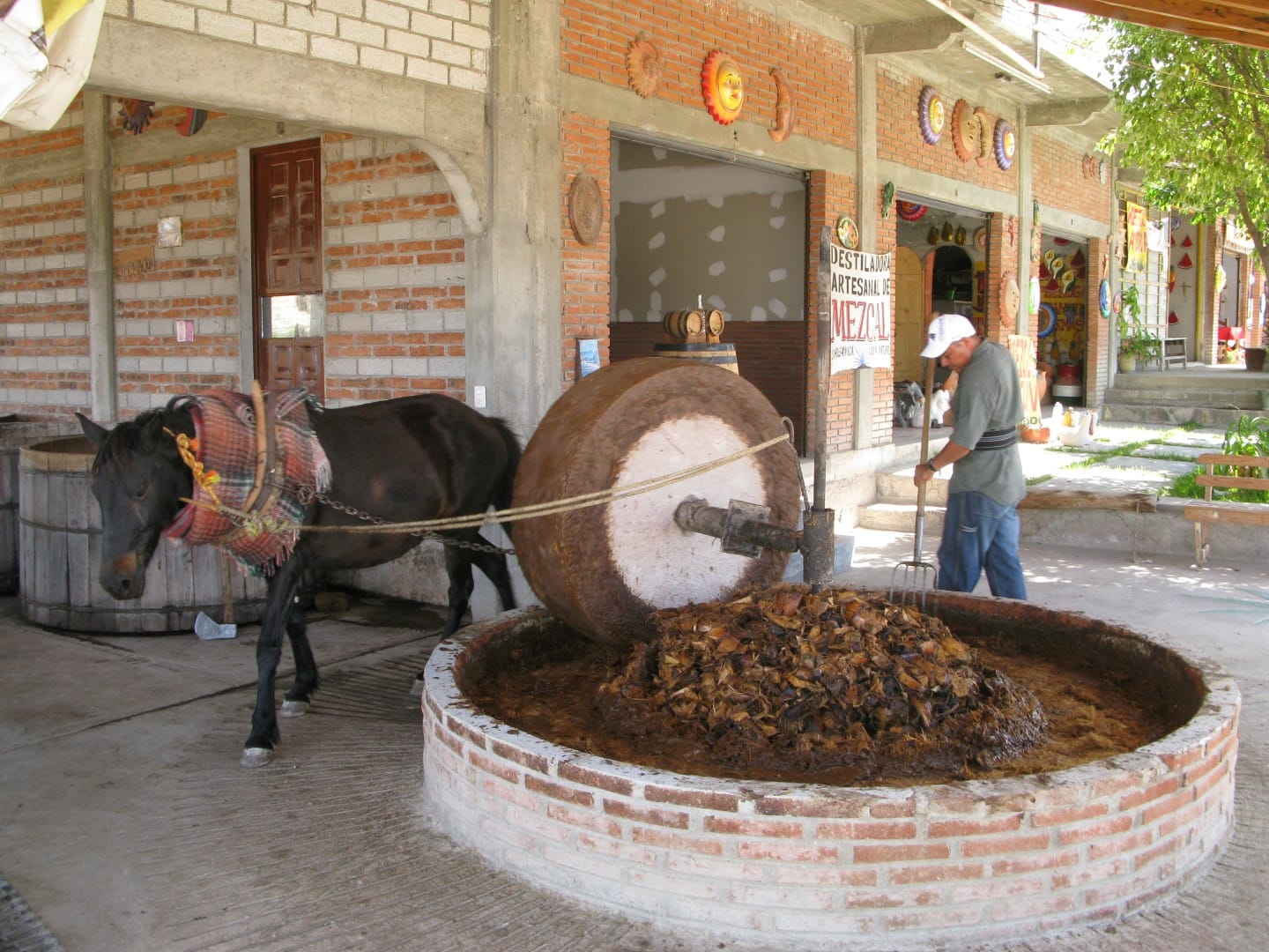 As it was done in centuries past, grinding palm for mezcal.